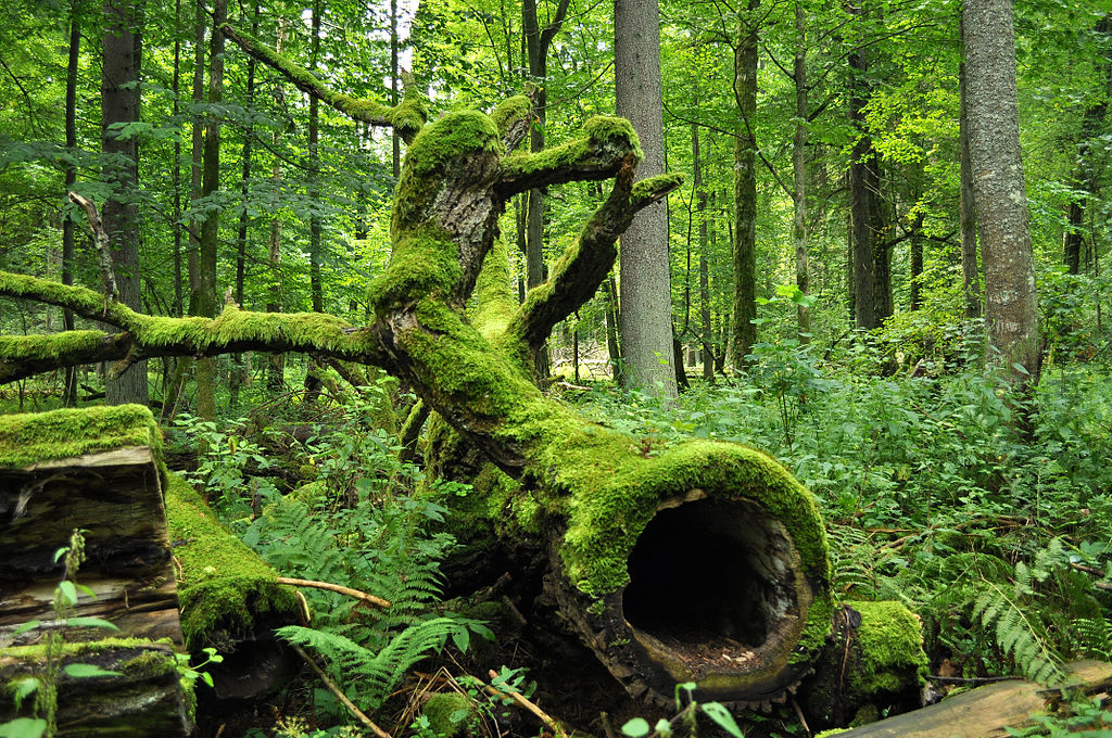 Jacek Karczmarz puszcza bialowieska forest starznicy puszczy bialowieskiej magda bebenek